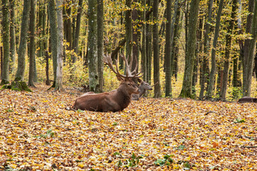 antlered deer in the autumn forest. moose on a glade in the forest	