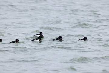 Tufted Duck Aythya fuligula swimming on or flying over the Rhine, Alsace, Eastern France