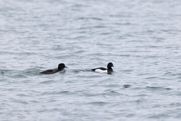 Tufted Duck Aythya fuligula swimming on or flying over the Rhine, Alsace, Eastern France