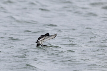 Tufted Duck Aythya fuligula swimming on or flying over the Rhine, Alsace, Eastern France