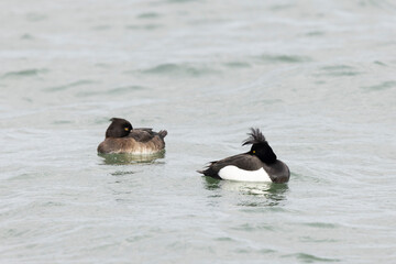 Tufted Duck Aythya fuligula swimming on or flying over the Rhine, Alsace, Eastern France