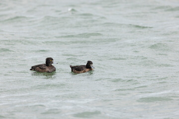 Tufted Duck Aythya fuligula swimming on or flying over the Rhine, Alsace, Eastern France