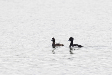 Tufted Duck Aythya fuligula swimming on or flying over the Rhine, Alsace, Eastern France