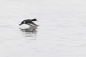 Tufted Duck Aythya fuligula swimming on or flying over the Rhine, Alsace, Eastern France