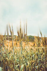 Beautiful Wheat Field Vintage Color - 746030987