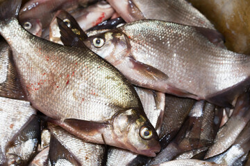 Fresh river fish lies in a large pile.
