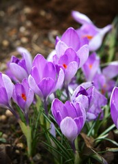 Purple Crocus flowers in a garden