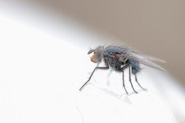 Diptera sitting on a wall during early spring in Alsace, France