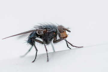 Diptera sitting on a wall during early spring in Alsace, France