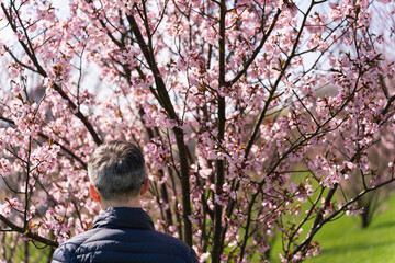 Rear view of head and shoulders of gray-haired man admiring pink cherry blossom bloom on spring day