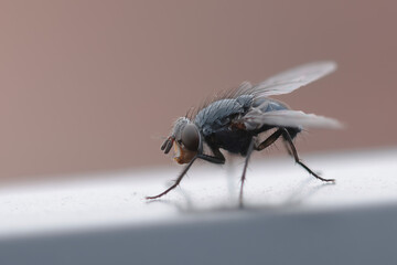 Diptera sitting on a wall during early spring in Alsace, France