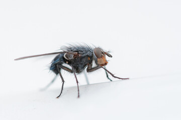 Diptera sitting on a wall during early spring in Alsace, France