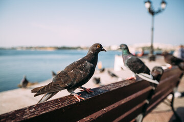 Pigeons are sitting on a wooden bench. In the background there is a beach and a sea bay