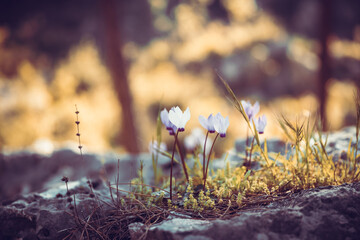 Gentle Pansies Flowers in Spring Forest - 746032538