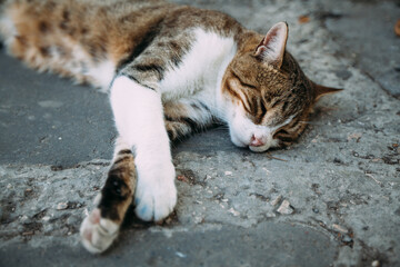 A striped cat with a white breast, paws and belly lies on the asphalt and sleeps