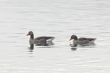 Grey-lag goose Anser anser wintering on the Rhine, France