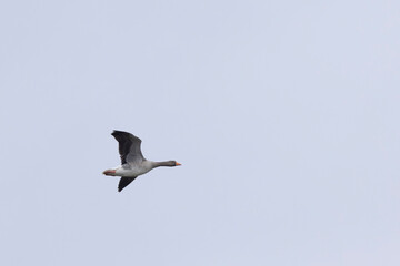 Grey-lag goose Anser anser wintering on the Rhine, France