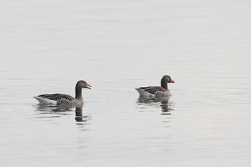 Grey-lag goose Anser anser wintering on the Rhine, France