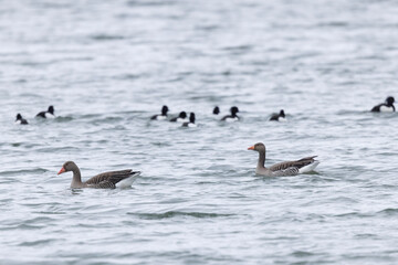 Grey-lag goose Anser anser wintering on the Rhine, France