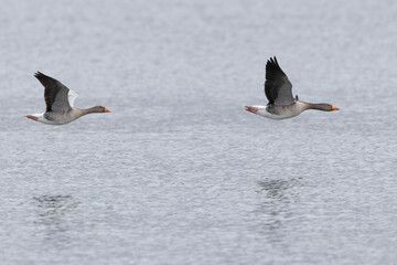Grey-lag goose Anser anser wintering on the Rhine, France