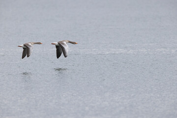 Grey-lag goose Anser anser wintering on the Rhine, France