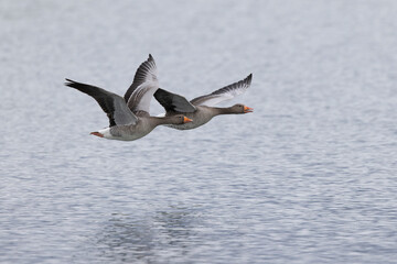 Grey-lag goose Anser anser wintering on the Rhine, France