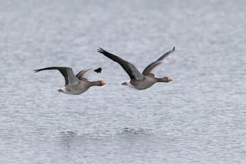 Grey-lag goose Anser anser wintering on the Rhine, France