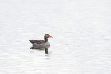 Grey-lag goose Anser anser wintering on the Rhine, France