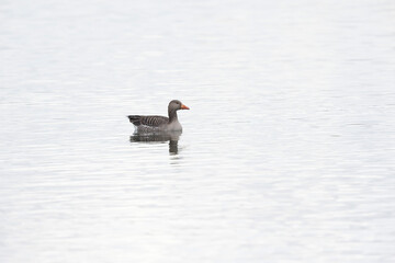Grey-lag goose Anser anser wintering on the Rhine, France