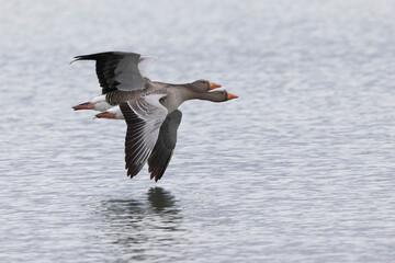 Grey-lag goose Anser anser wintering on the Rhine, France