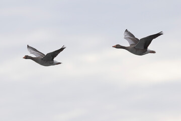 Grey-lag goose Anser anser wintering on the Rhine, France