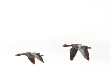 Grey-lag goose Anser anser wintering on the Rhine, France