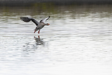 Grey-lag goose Anser anser wintering on the Rhine, France