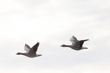 Grey-lag goose Anser anser wintering on the Rhine, France