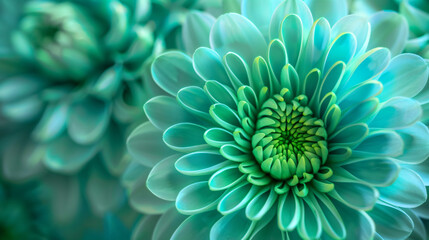 Blue  green chrysanthemum flower close up