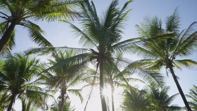 palm trees in the wind. Coconut trees bottom top view Beach paradise island summer.