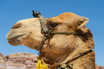 Portrait of a Dromedary Camel - Petra, Jordan