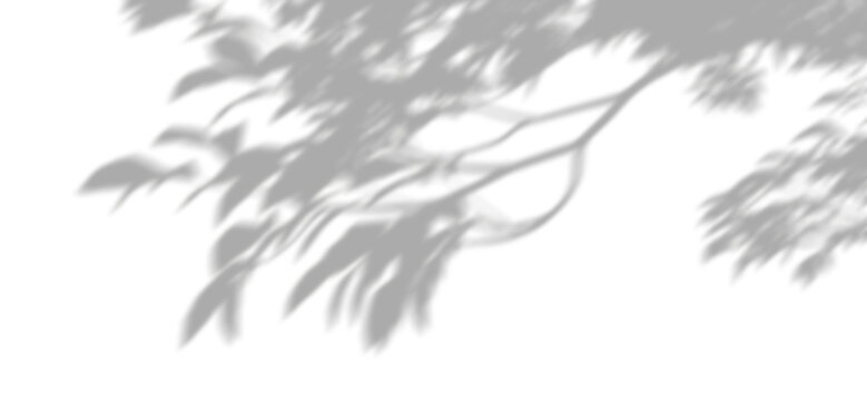 Subtle leafy branches shadows clipart transparent backgrounds 3d render png