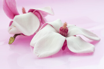 Close-up of wide open Magnolia liliiflora Nigra flowers with white and pink petals and flower center with purple anthers and pistils on light pink background