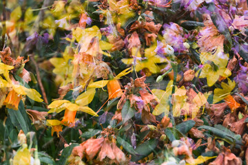 London, UK, 25 February 2024: Abstract floral background from flowers close-up. Multiple exposure in Camera