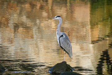 Heron against colorful water background