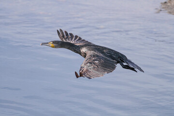Cormorant in flight
