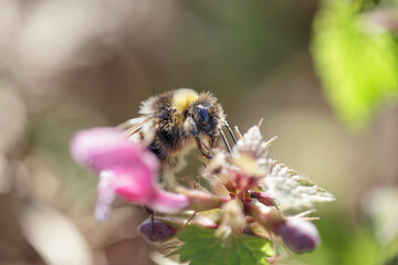 European bee sucking pollen and nectar