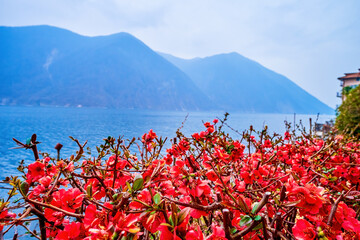 Blooming Chaenomeles speciosa (quince) on the bank of Lake Lugano in Gandria, Switzerland