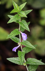 Scutellaria galericulata grows in the wild