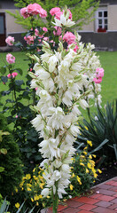 Yucca is blooming in the garden