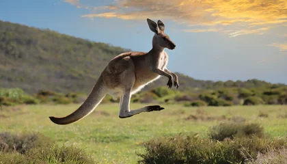 Poster A kangaroo jumping, in the air, Australian national animal © dmnkandsk