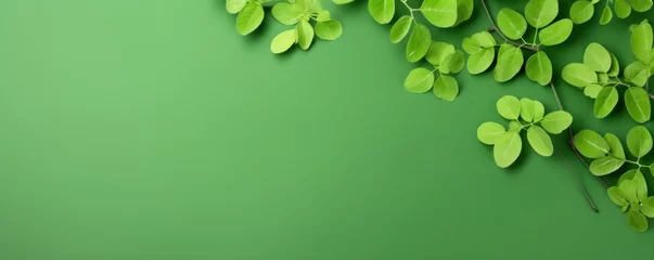 Fotobehang moringa leaves on green background © pector