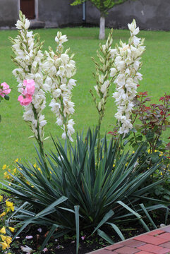 Yucca is blooming in the garden