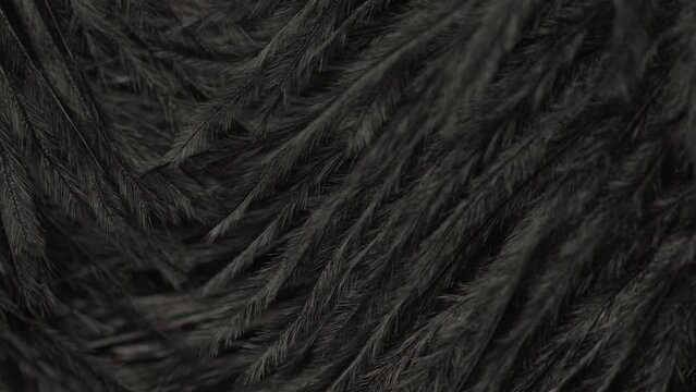 Close up detailed shots of various assorted bird feathers